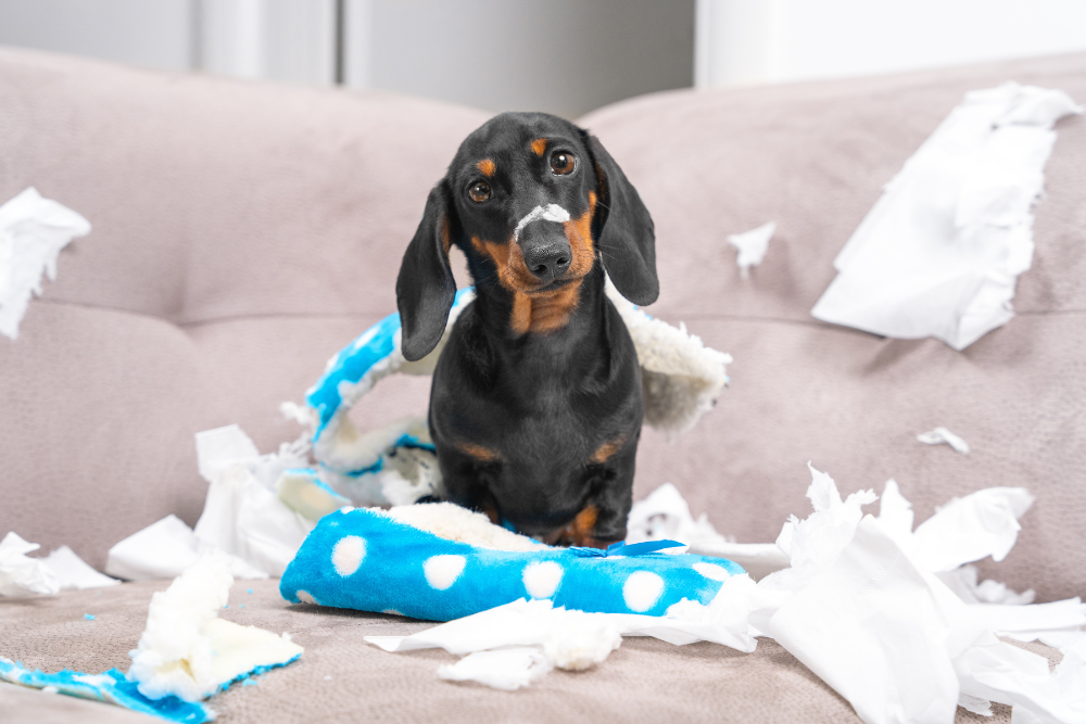 Common Dog Behavior Problems and How to Solve Them