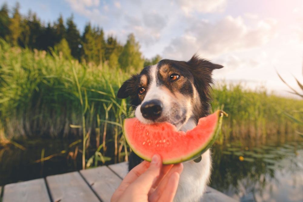 Top 10 Fruits & Veggies: Good for Dogs