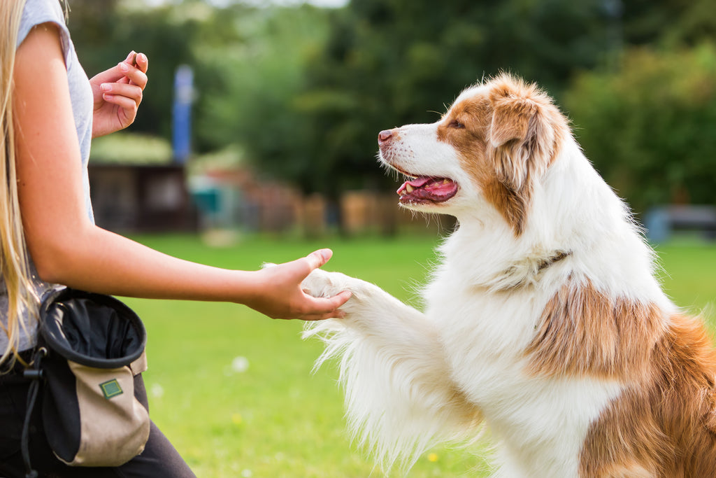 Training Tips for a Well-Behaved Dogs